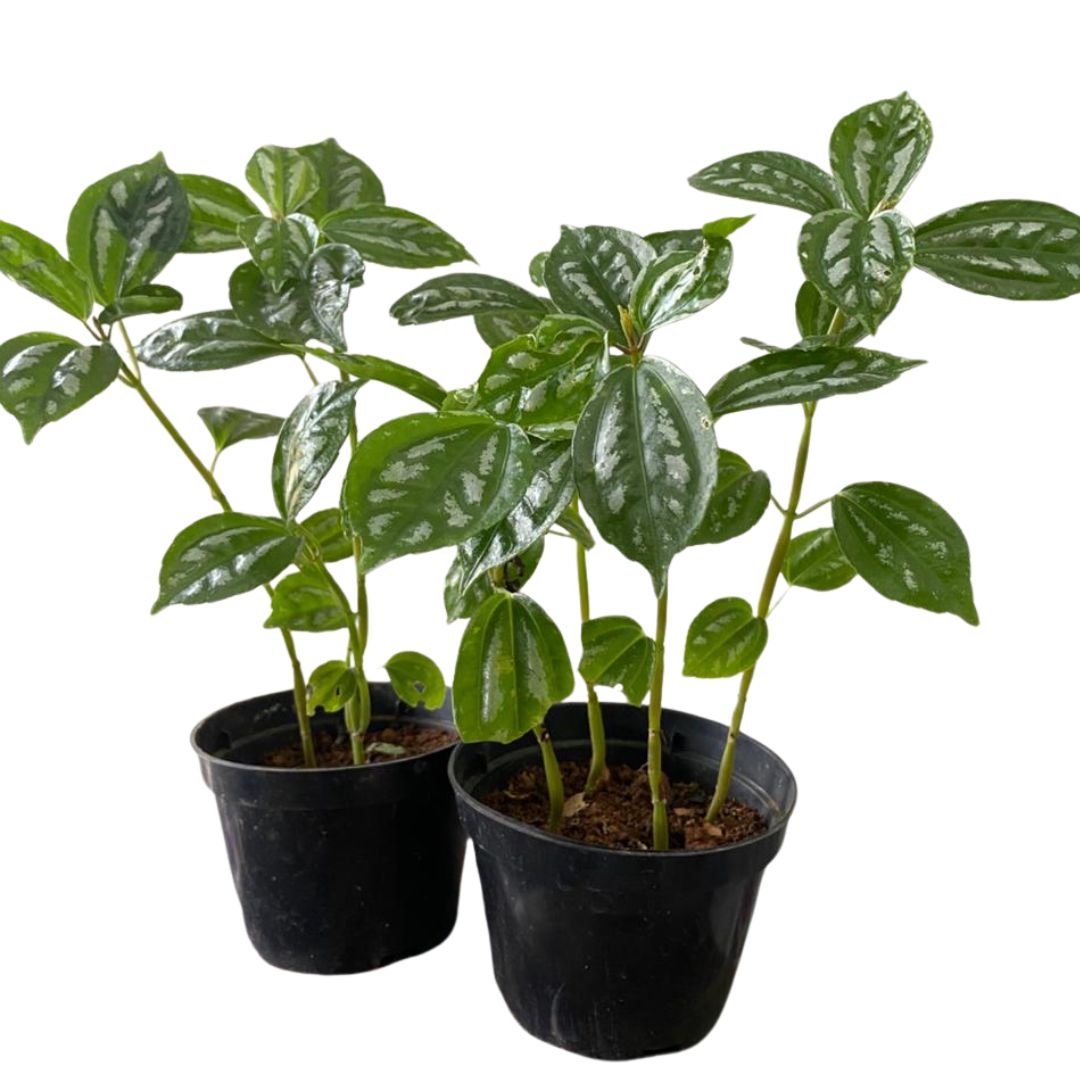 2 Mudas Pileia Alumínio (Pilea Cadierei) Mudas no Pote 11 - Imagem 10