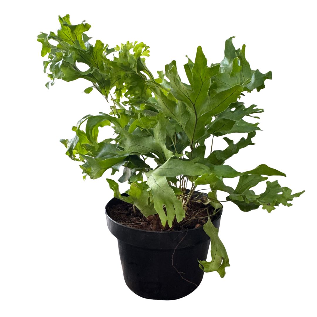 2 Mudas Samambaia Cristata Nephrolepis exaltata Pote 11