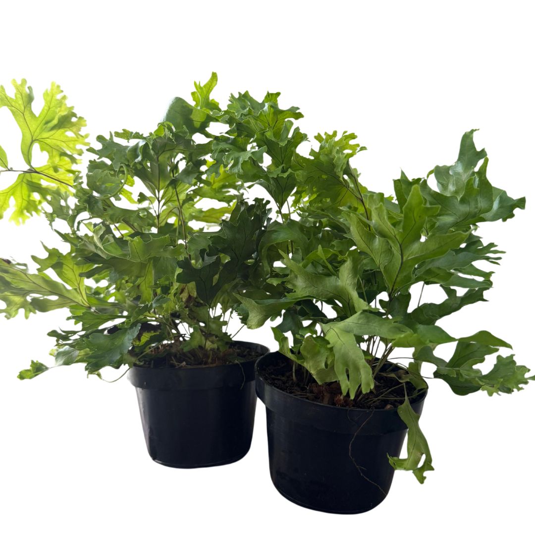 2 Mudas Samambaia Cristata Nephrolepis exaltata Pote 11 - Imagem 2