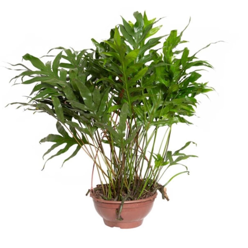 Samambaia Jamaica - Phymatosorus scolopendria c24