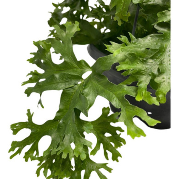 2 Mudas Samambaia Cristata Nephrolepis exaltata Pote 11 - Imagem 3