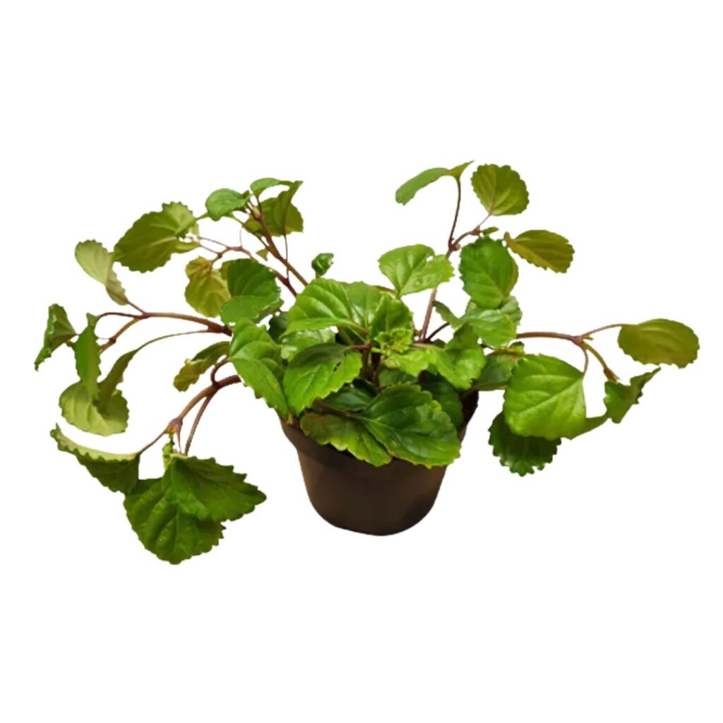 Dólar Plectranthus Nummularius Pote 11