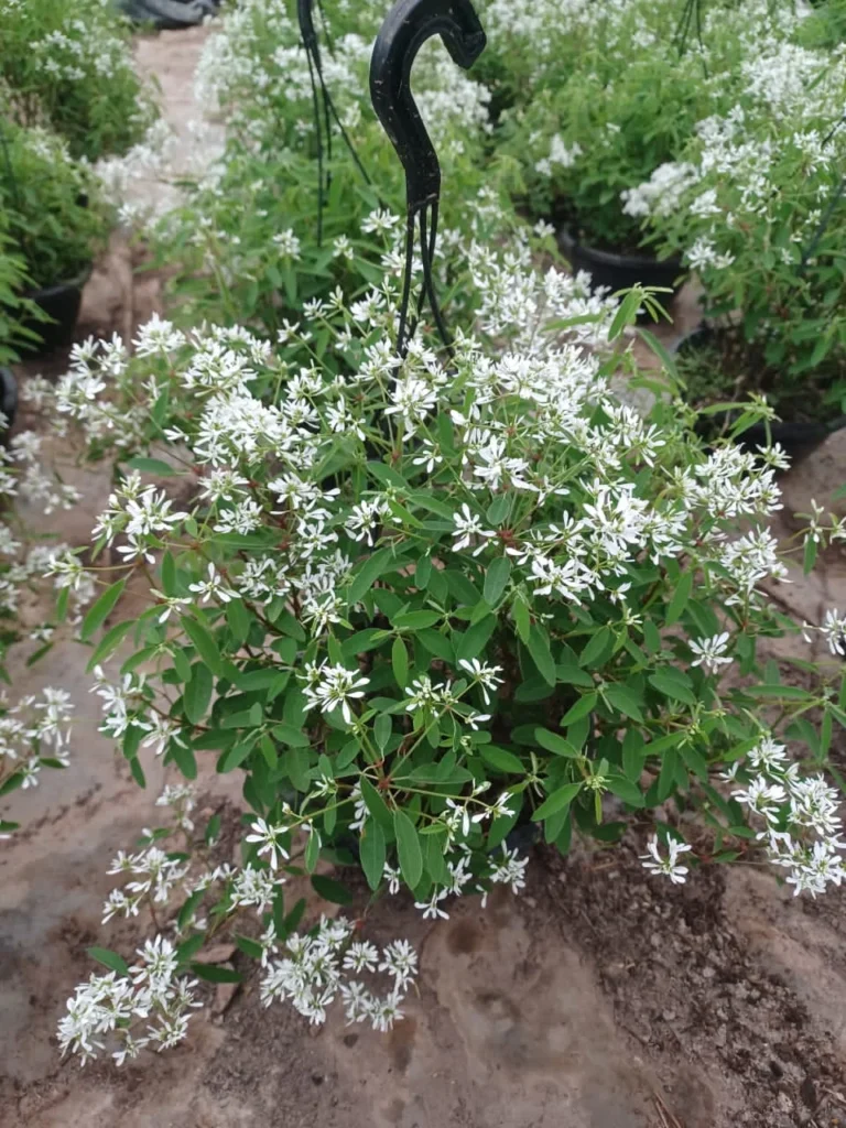 10 Mudas Neve Das Montanhas (Euphorbia) - Forração Branca
