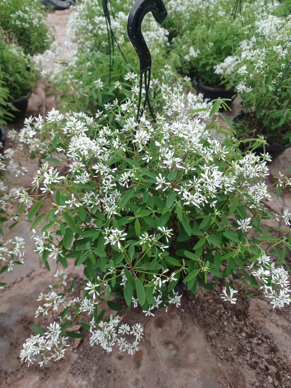 10 Mudas Neve Das Montanhas (Euphorbia) - Forração Branca
