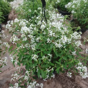 Neve Das Montanhas (Euphorbia) - Forração Branca Luxuosa