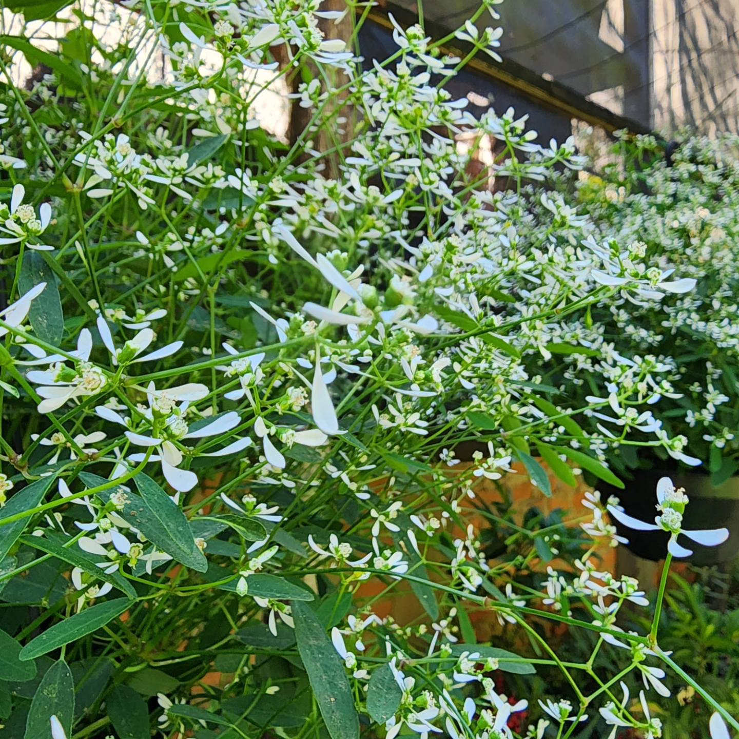 10 Mudas Neve Das Montanhas (Euphorbia) - Forração Branca - Imagem 2