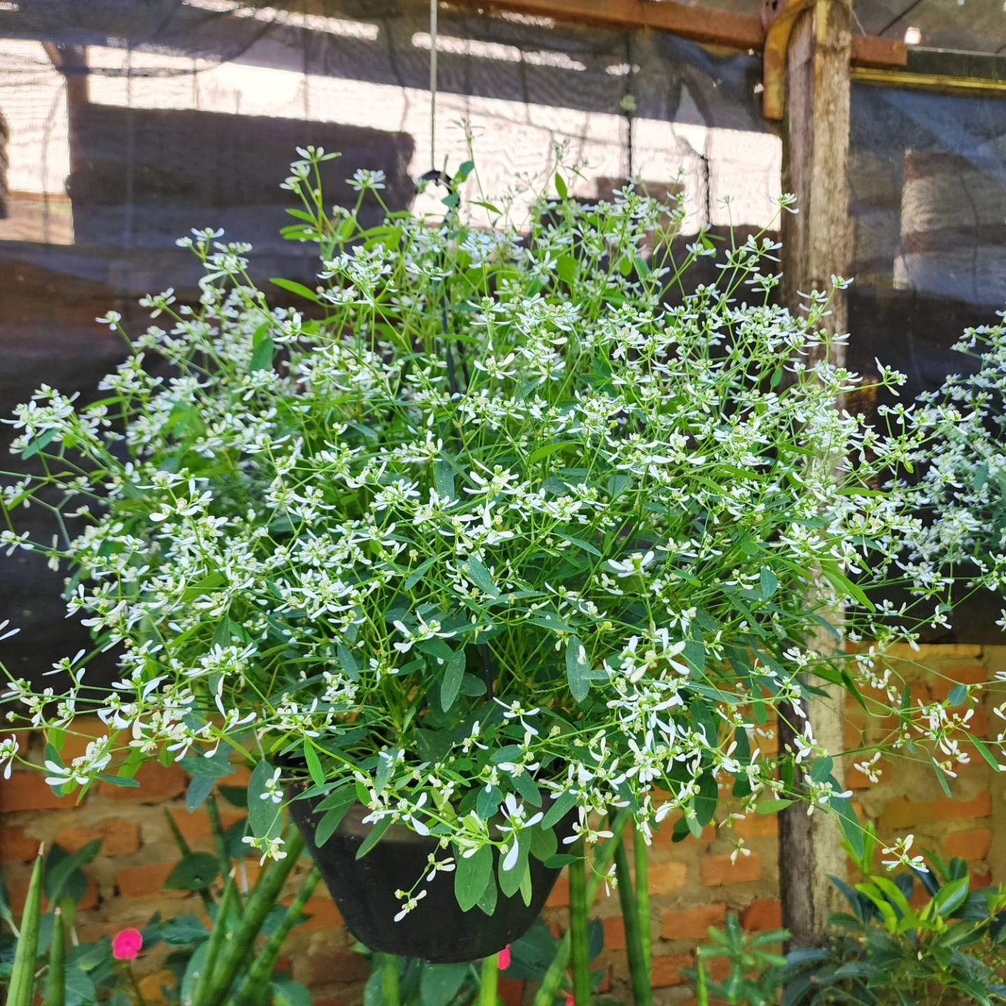 10 Mudas Neve Das Montanhas (Euphorbia) - Forração Branca - Imagem 3