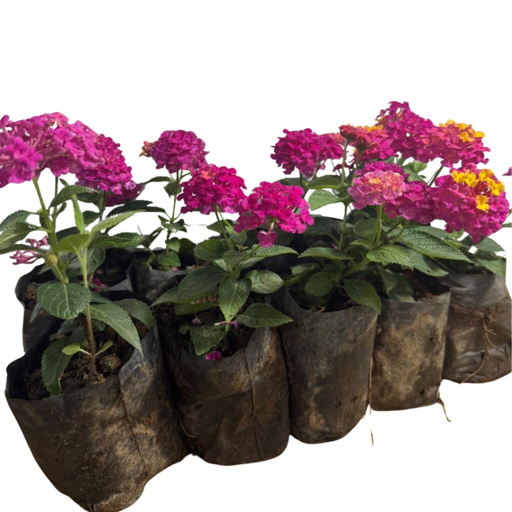 10 Mudas Lantana Cambara Roxa Arbustiva Mudas no Saquinho