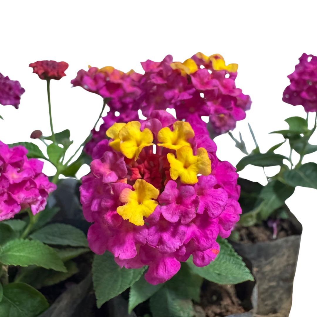 Lantana Cambara Roxa Arbustiva Mudas no Saquinho - Imagem 4