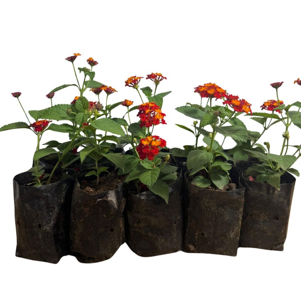 5 Mudas Lantana Cambará Vermelha Arbustiva Floração Constante