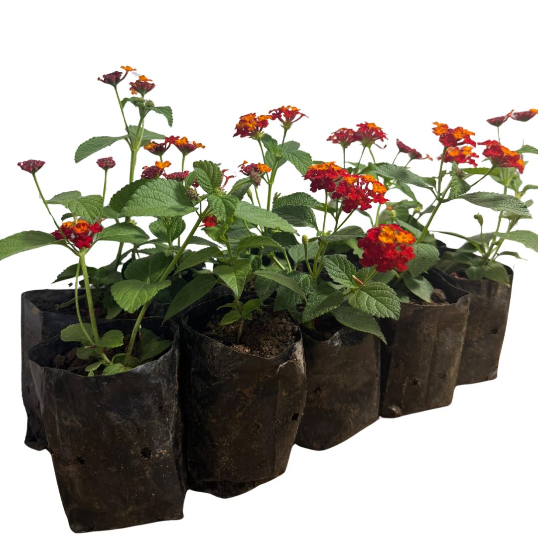 5 Mudas Lantana Cambará Vermelha Arbustiva Floração Constante - Imagem 2