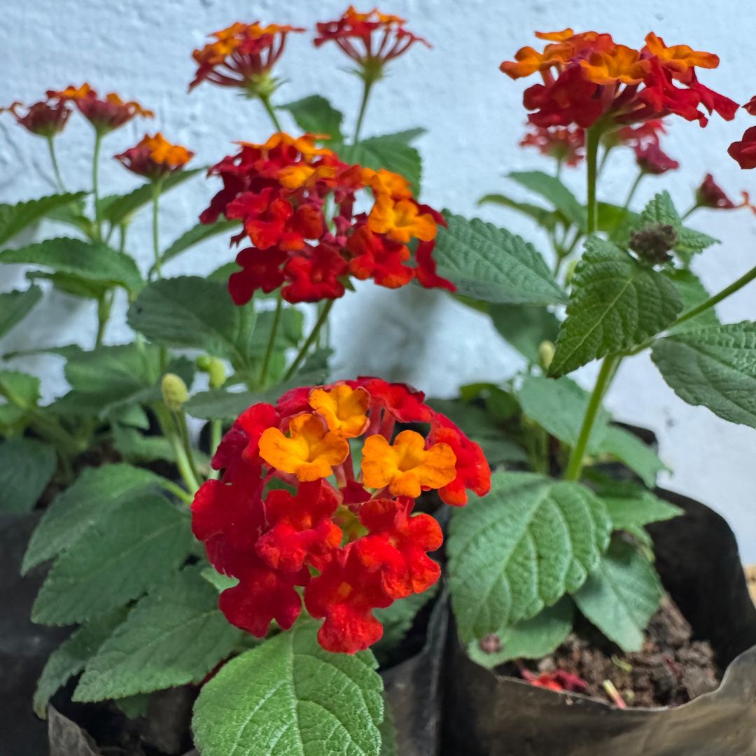 10 Mudas Lantana Cambará Vermelha Arbustiva Floração Constante - Imagem 3