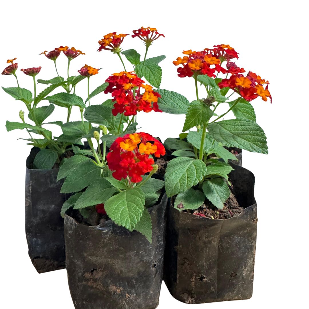 10 Mudas Lantana Cambará Vermelha Arbustiva Floração Constante - Imagem 4