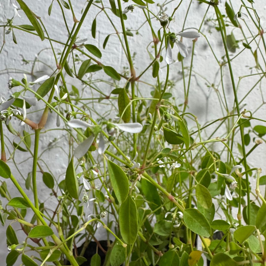 10 Mudas Neve Das Montanhas (Euphorbia) - Forração Branca - Imagem 7