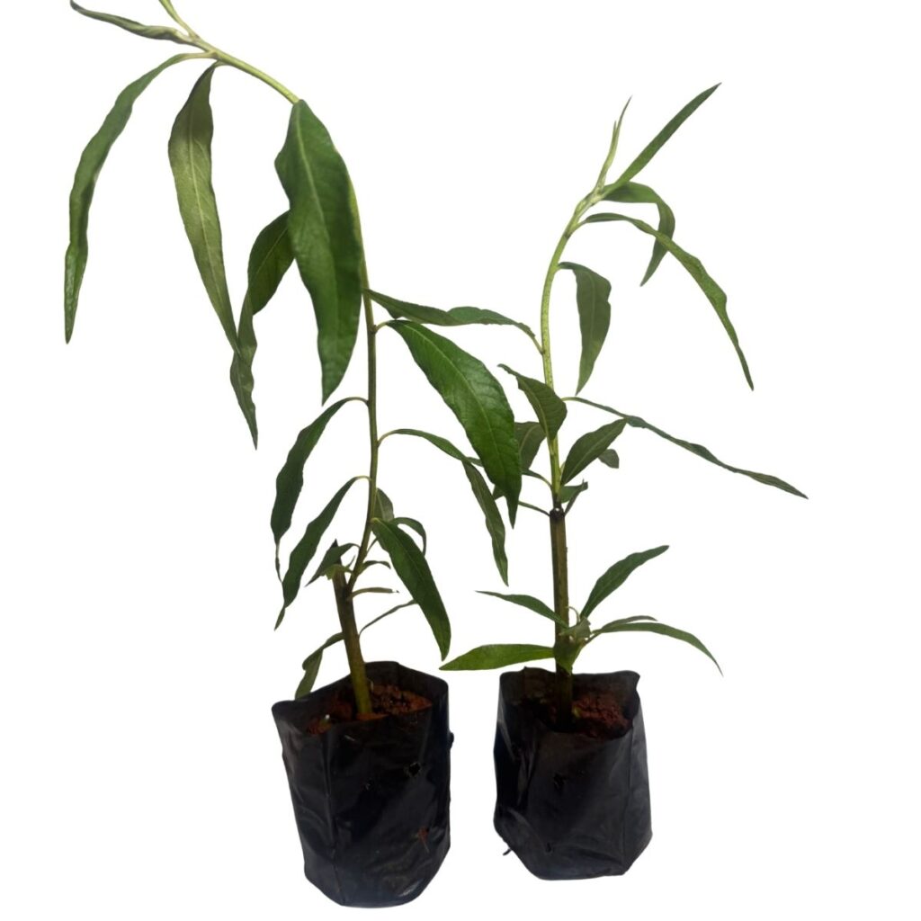 Assa-Peixe (Boehmeria caudata) Medicinal Melífera