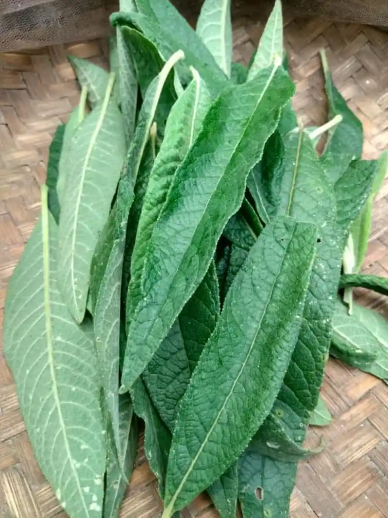 Assa-Peixe (Boehmeria caudata) - Medicinal E Melífera — foto 4