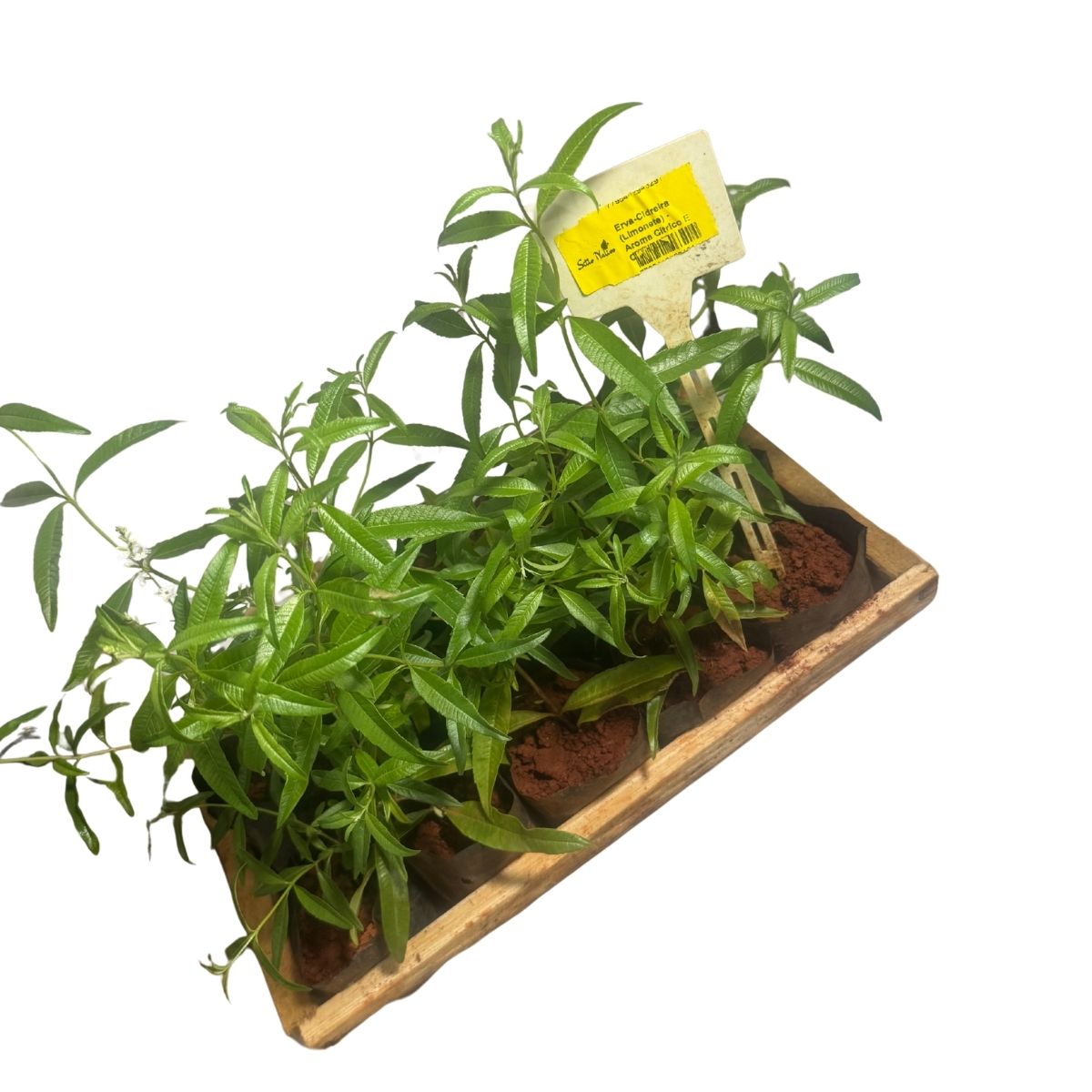 Erva-Cidreira (Limonete) - Aroma Cítrico E Calmante — foto 4