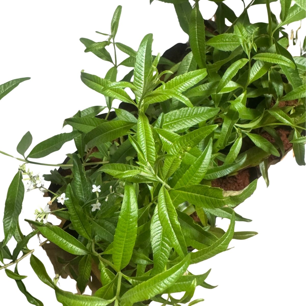 Erva-Cidreira (Limonete) - Aroma Cítrico E Calmante — foto 5