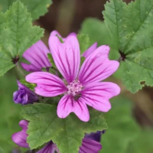 Malva-Cheirosa (Pelargonium) - Perfumada E Ornamental — foto 2