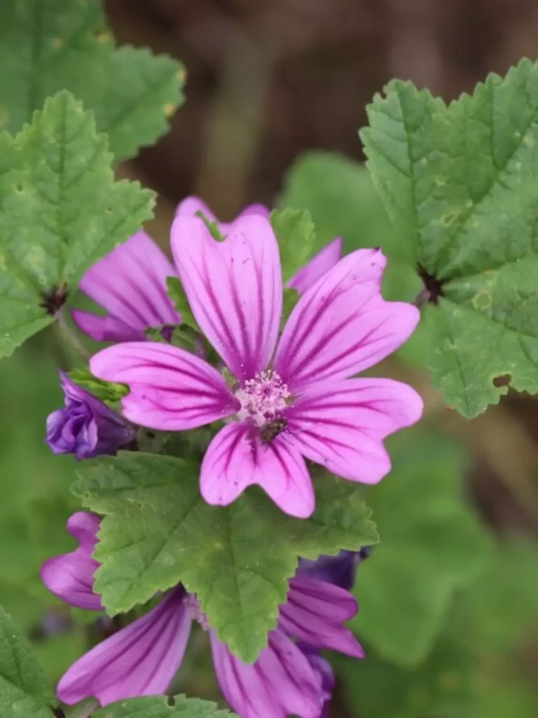 Malva-Cheirosa (Pelargonium) - Perfumada E Ornamental — foto 2