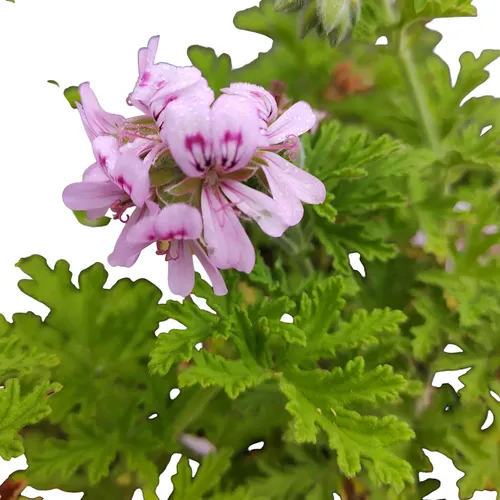 Malva-Cheirosa (Pelargonium) - Perfumada E Ornamental — foto 3