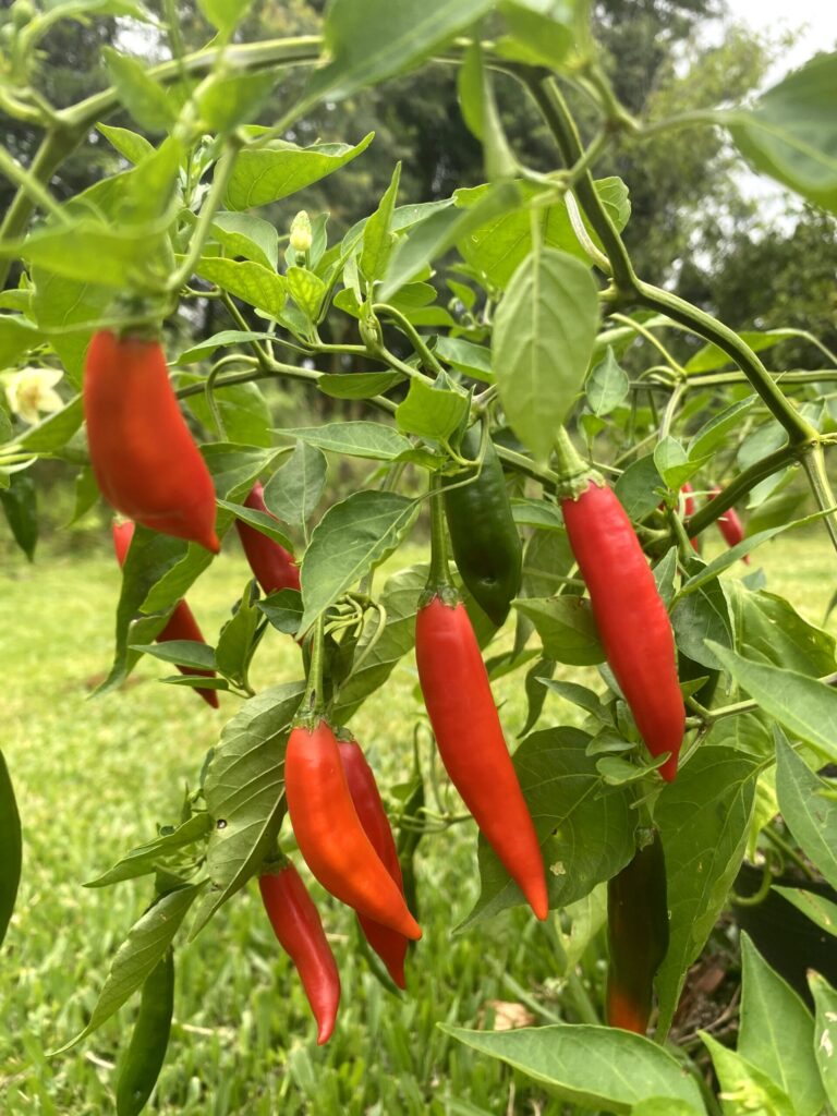 Pimenta Dedo-de-Moça (Capsicum baccatum) no Saquinho — foto 2
