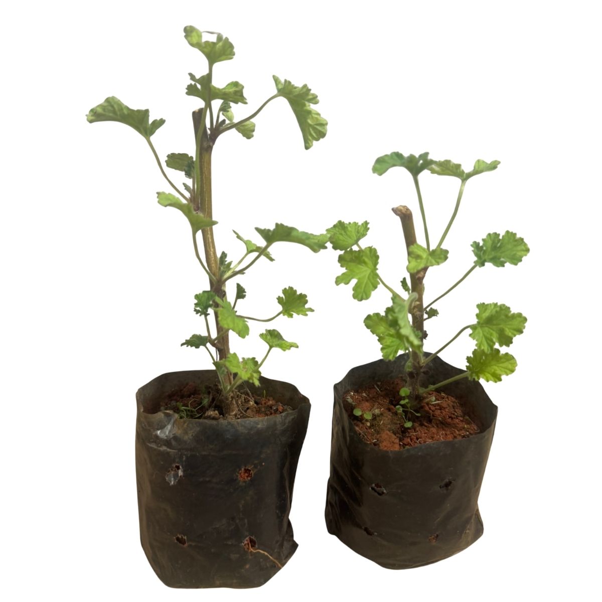 Malva-Cheirosa (Pelargonium) - Perfumada E Ornamental — foto 5