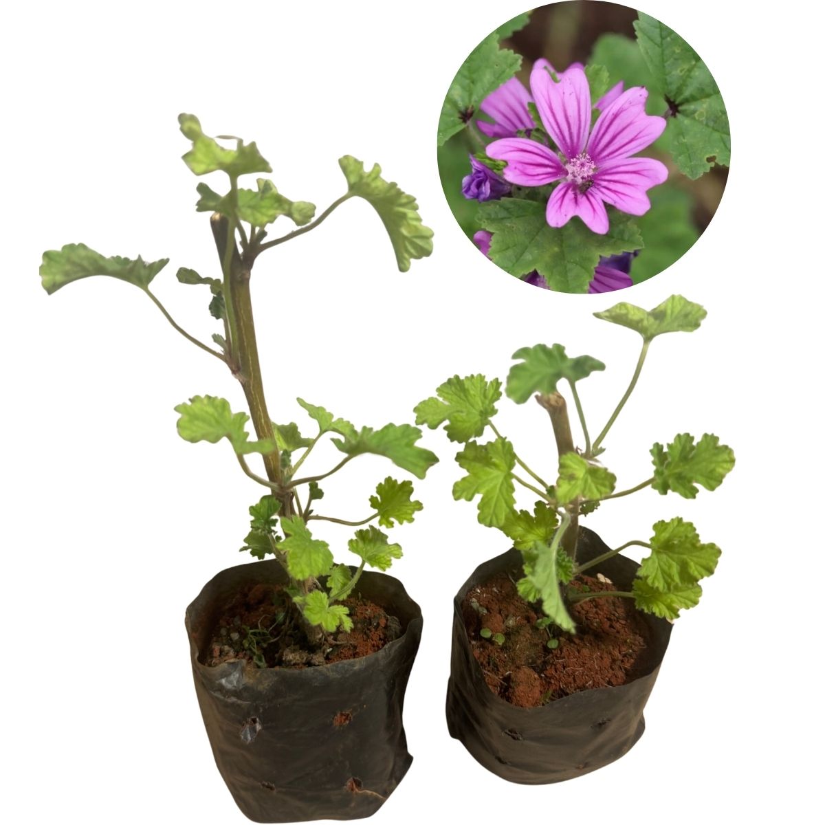 Malva-Cheirosa (Pelargonium) - Perfumada E Ornamental — foto 6