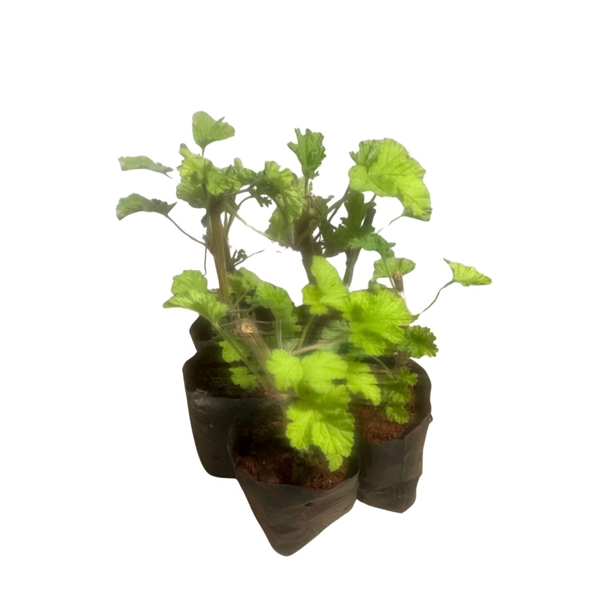 Malva-Cheirosa (Pelargonium) - Perfumada E Ornamental — foto 7