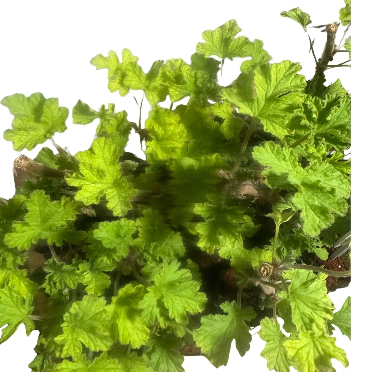 Malva-Cheirosa (Pelargonium) - Perfumada E Ornamental — foto 8