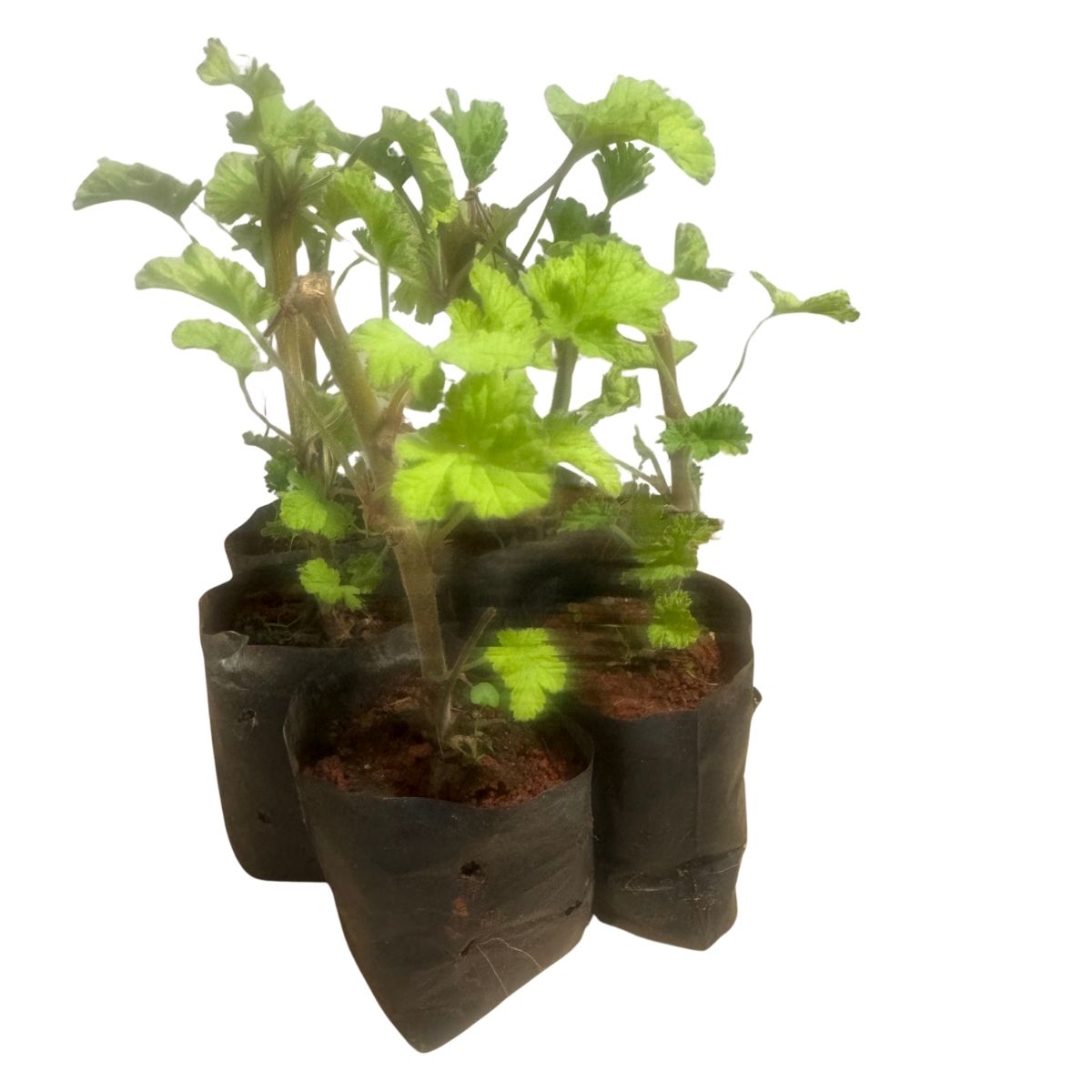 Malva-Cheirosa (Pelargonium) - Perfumada E Ornamental — foto 9