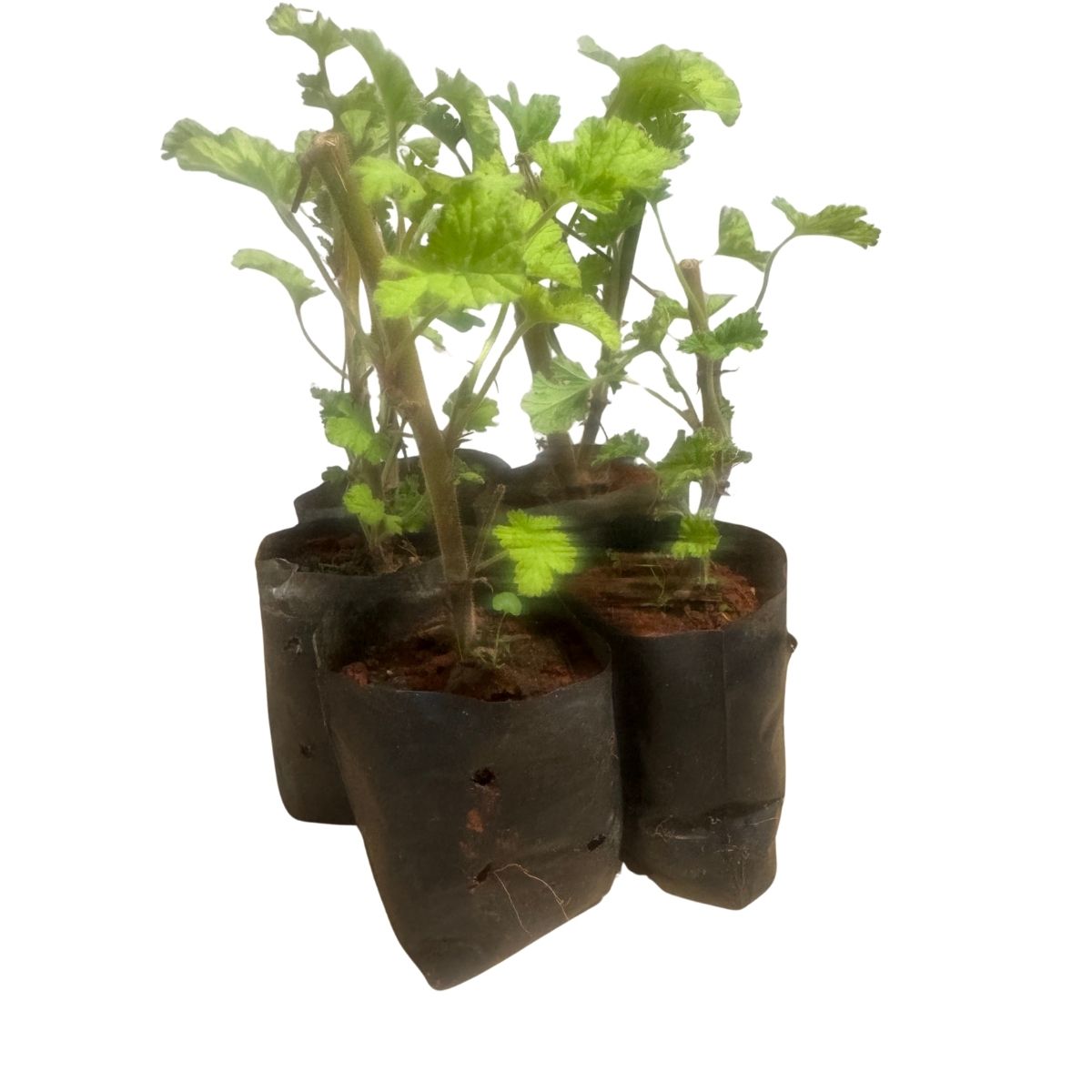 Malva-Cheirosa (Pelargonium) - Perfumada E Ornamental — foto 10