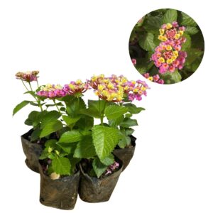 Lantana Cambara Rosa Arbustiva Mudas no Saquinho
