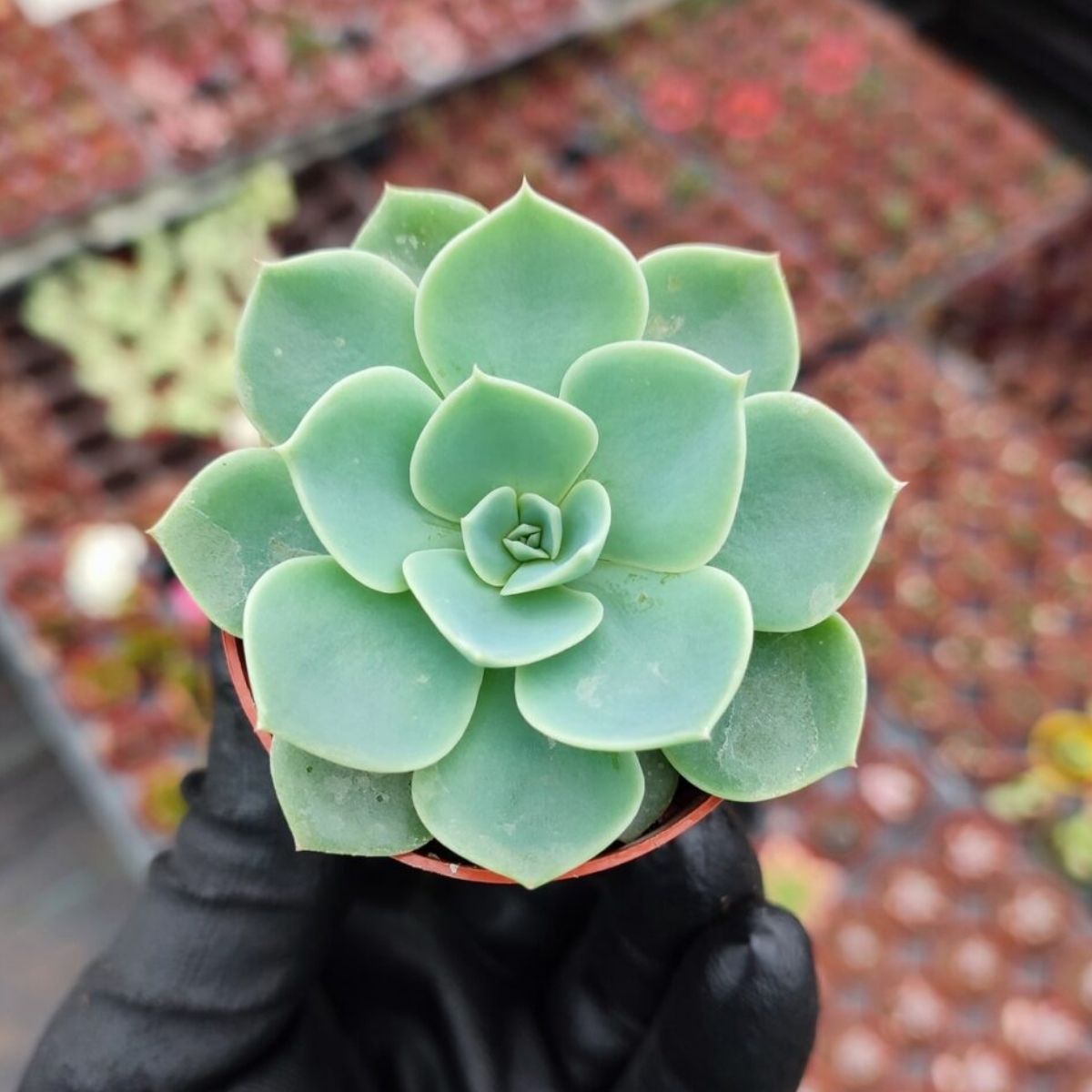 Suculenta Echeveria Glauca Pote 11 - Roseta Perfeita - Imagem 6