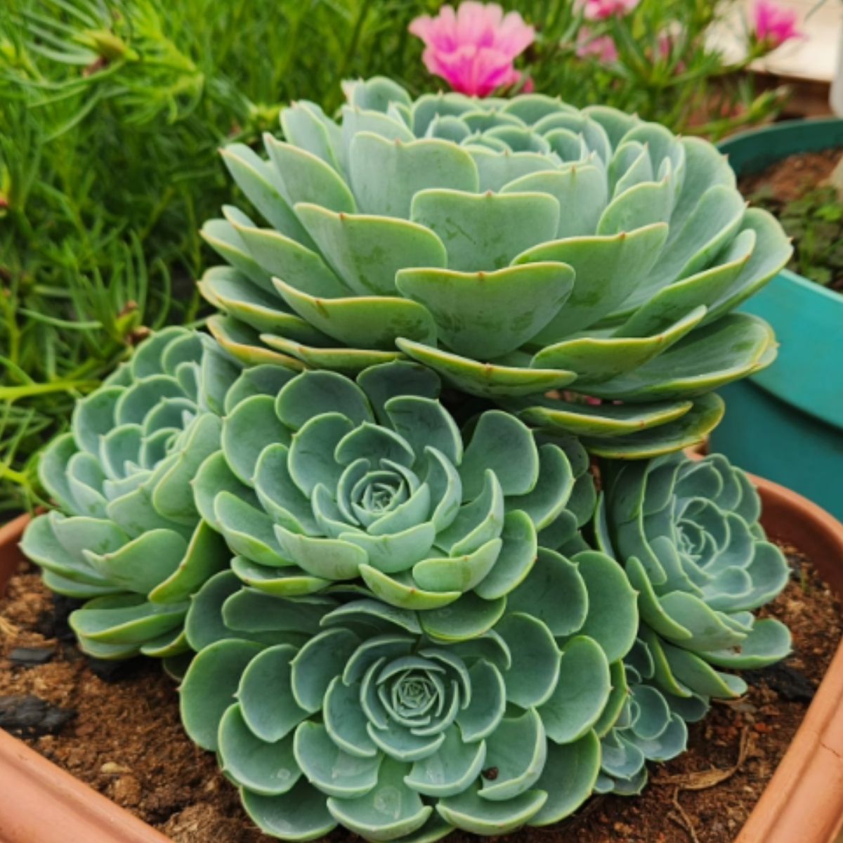Suculenta Echeveria Glauca Pote 11 - Roseta Perfeita - Imagem 4