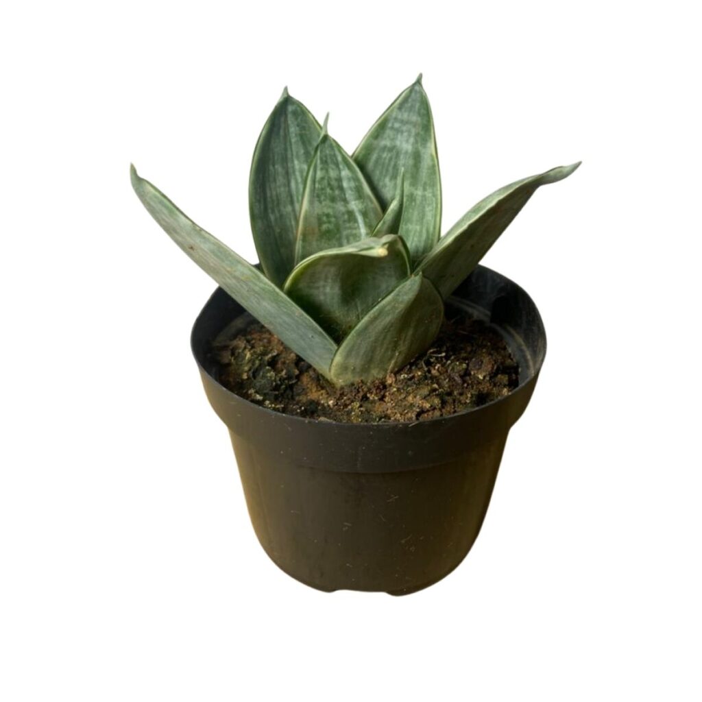 2 Mudas Mini Espada De São Jorge Silver Frost - Pote 11 Rara