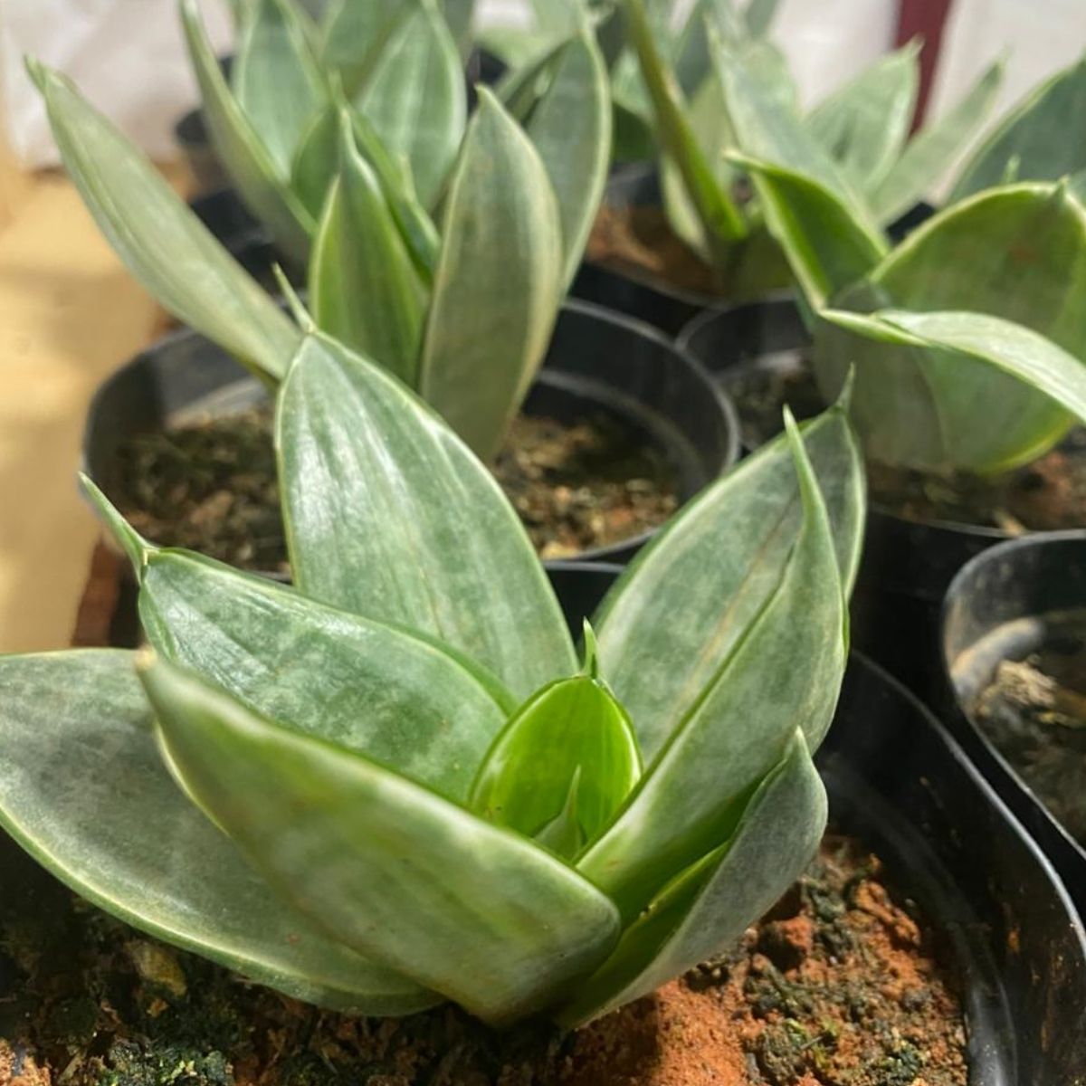 Kit Duo Sansevieria: Mini Espada Silver Frost + Silver Hahnii - Imagem 4