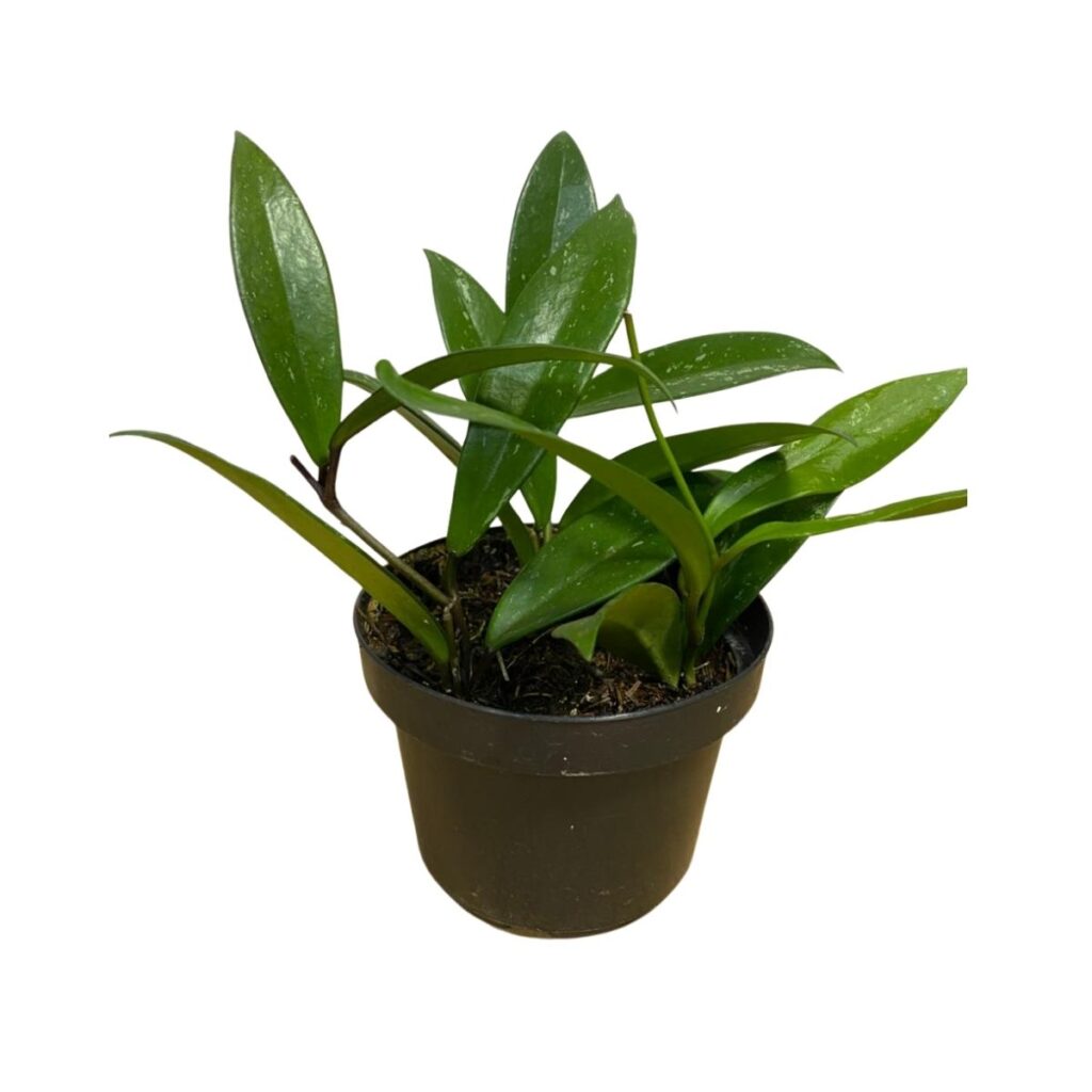 2 Mudas Hoya Pubicalyx 'Royal' (Flor de Cera Negra) Pote 11