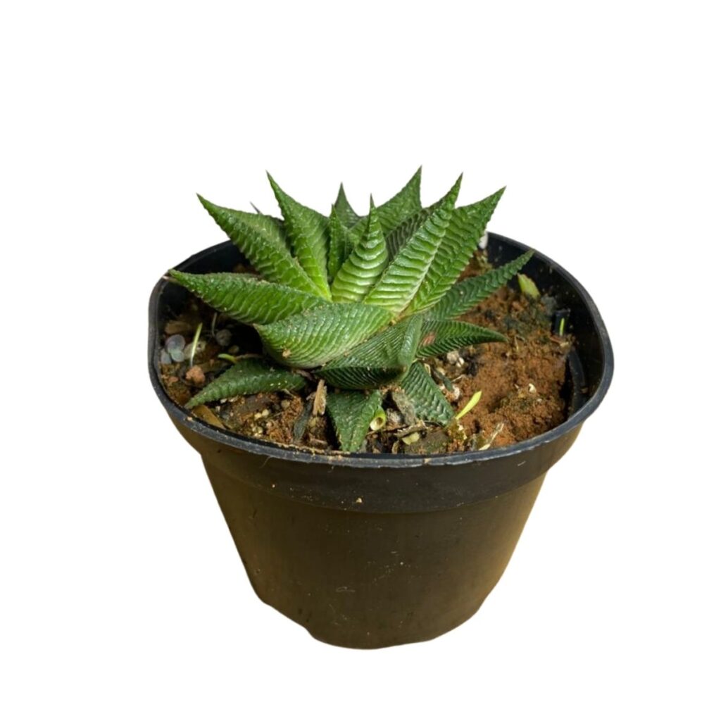 2 Mudas Cacto Rabo de Jacaré (Epiphyllum) - Pote 11 - Exótica