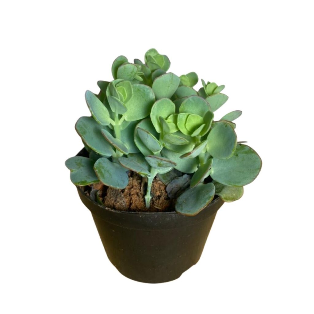 2 Mudas Suculenta Kalanchoe Marnieriana P11 - Exótica