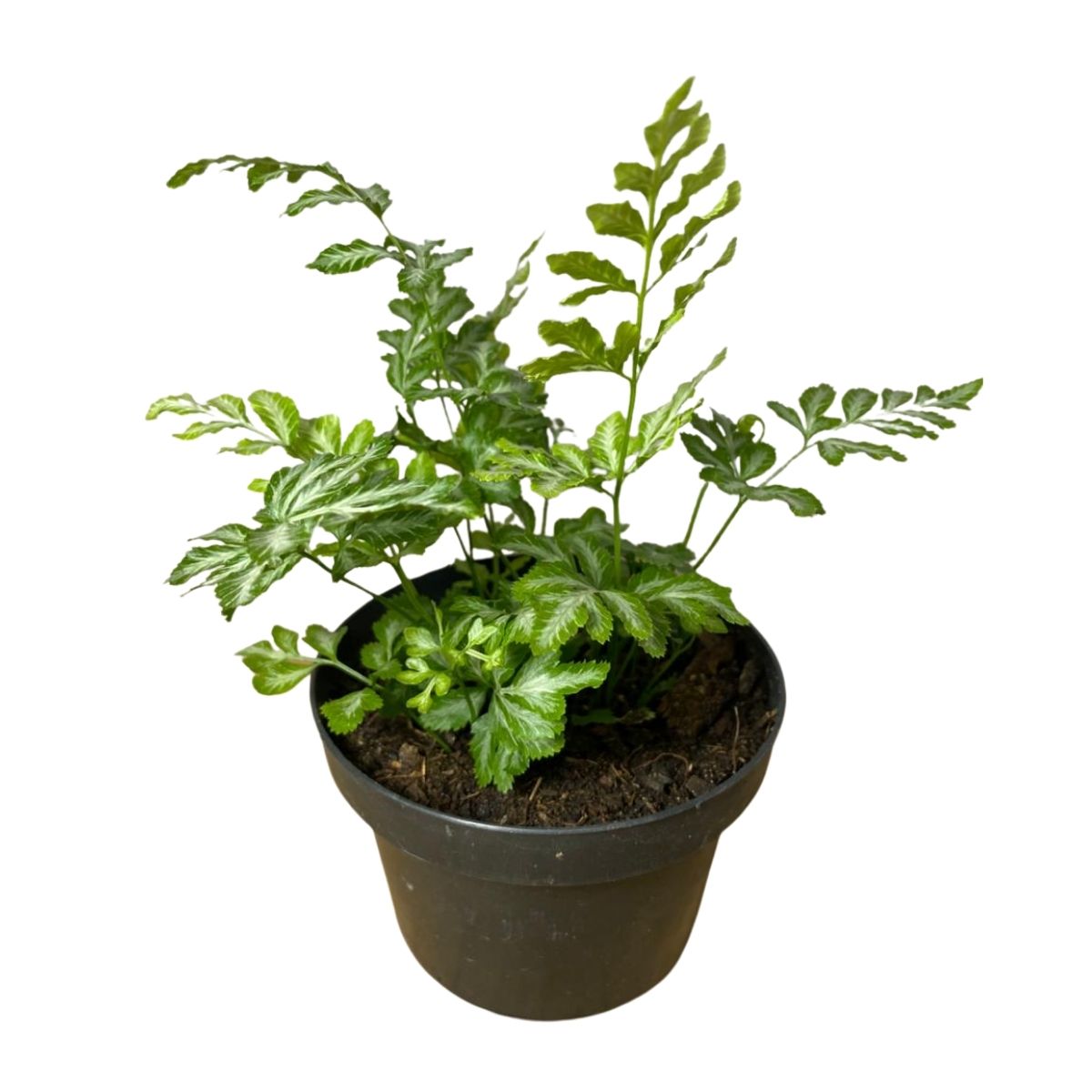 2 Mudas Samambaia Prateada (Pteris argyraea) - Pote 11 - Imagem 2