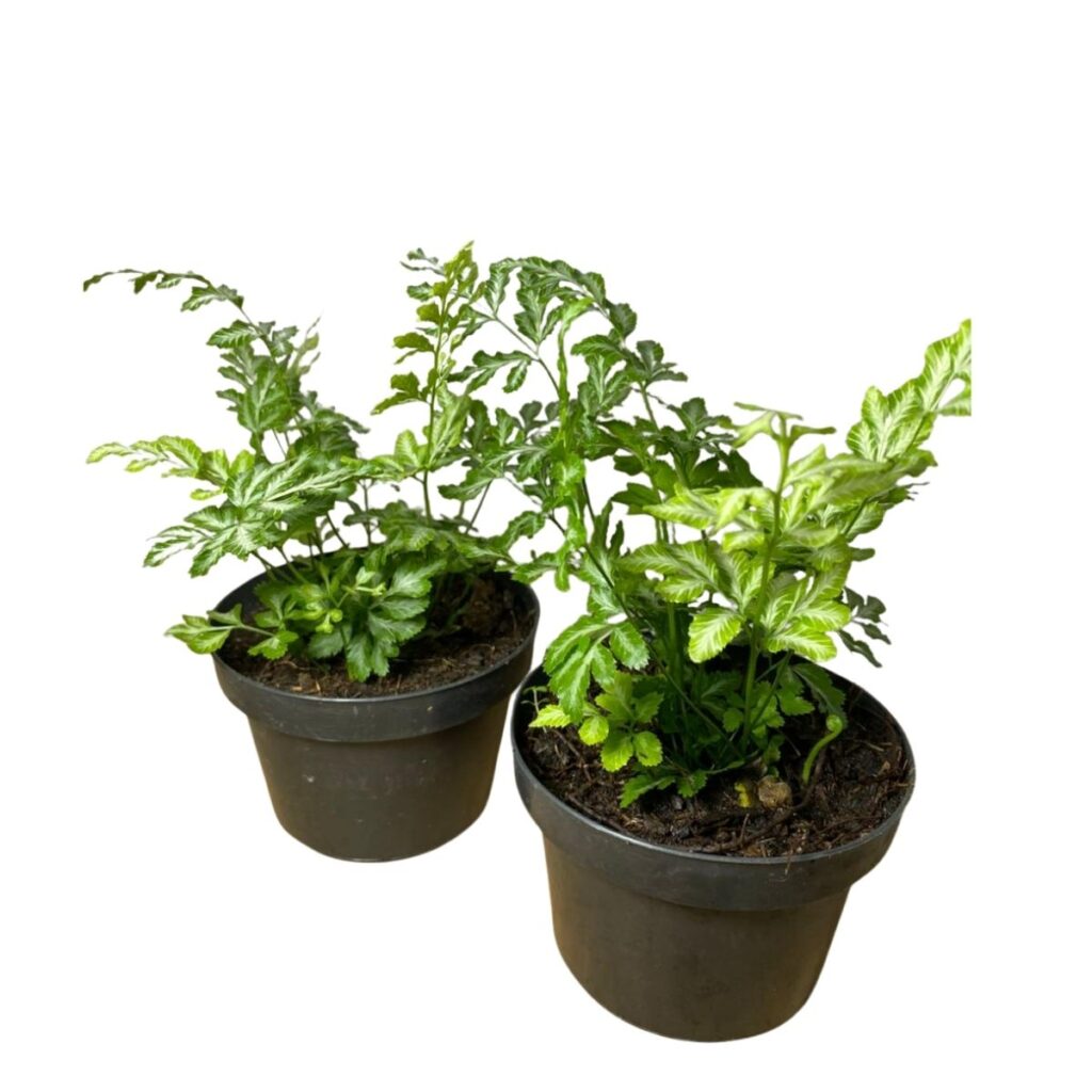 2 Mudas Samambaia Prateada (Pteris argyraea) - Pote 11