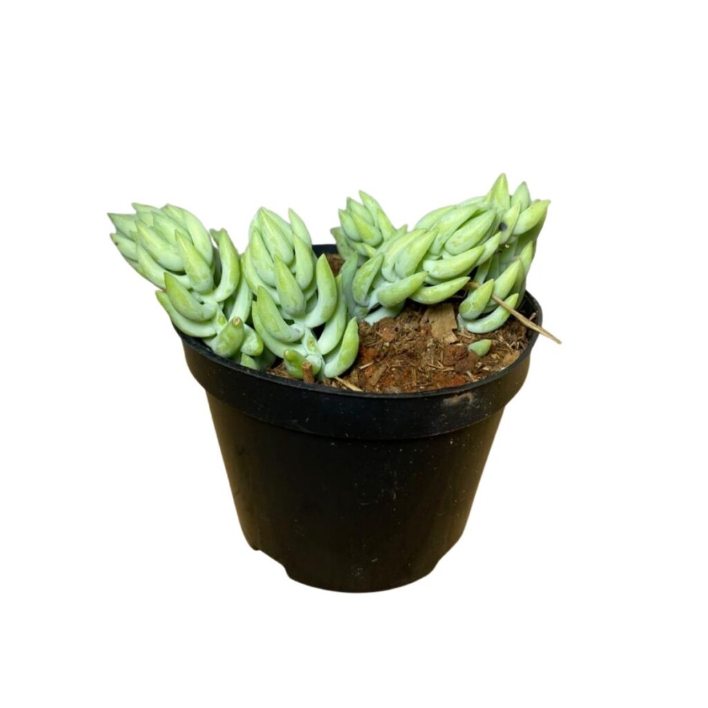 2 Mudas Suculenta Rabo de Burro (Sedum burrito) Pote 11