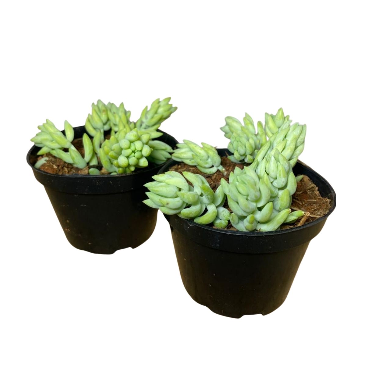 2 Mudas Suculenta Rabo de Burro (Sedum burrito) Pote 11 - Imagem 2