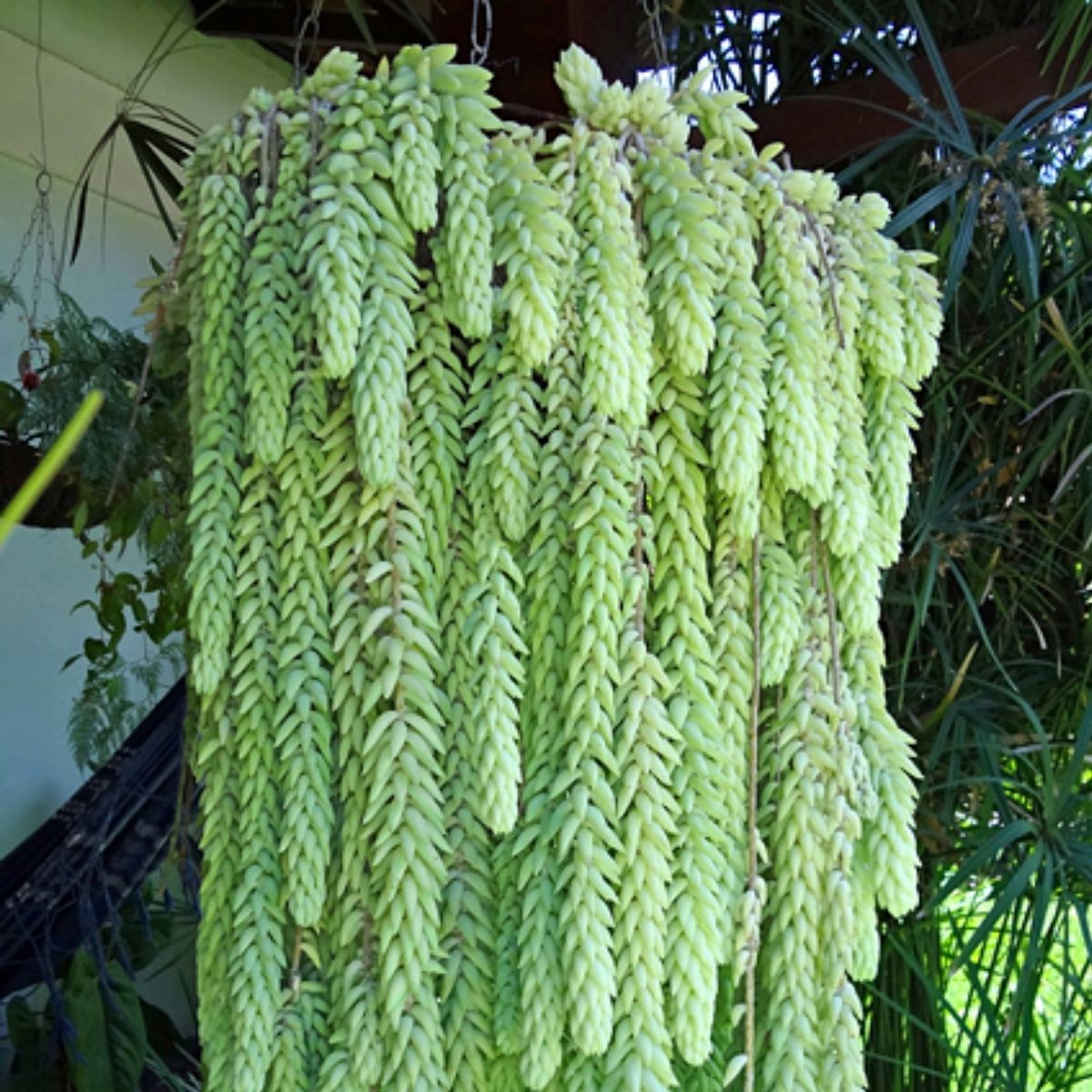 2 Mudas Suculenta Rabo de Burro (Sedum burrito) Pote 11 - Imagem 3