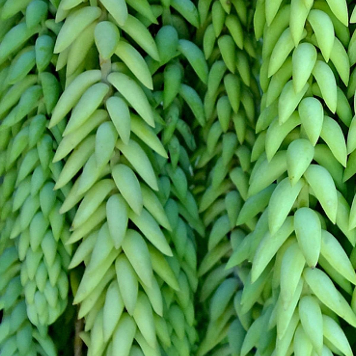 2 Mudas Suculenta Rabo de Burro (Sedum burrito) Pote 11 - Imagem 4