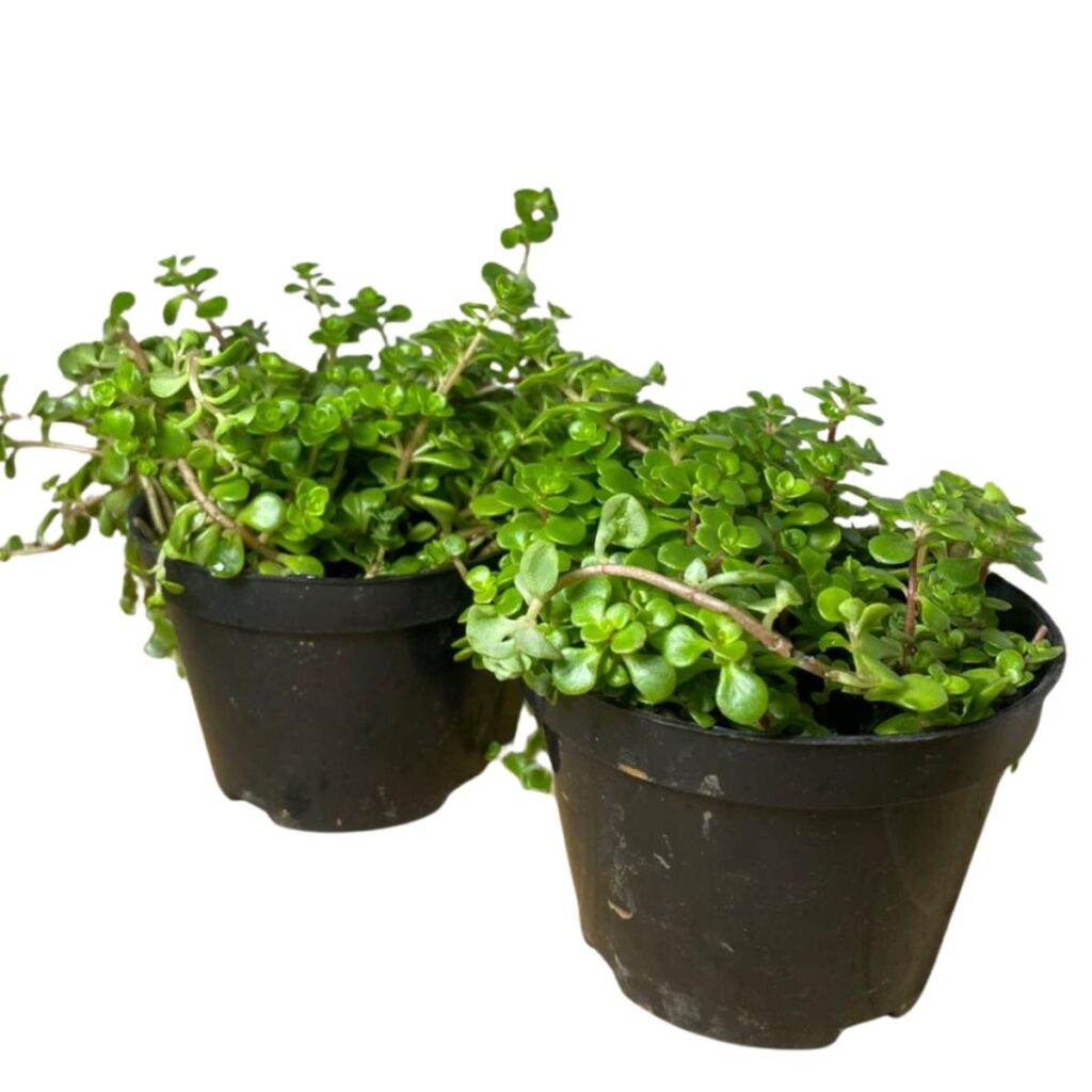 2 Mudas Suculenta Sedum Makinoi Verde - Forração Rasteira