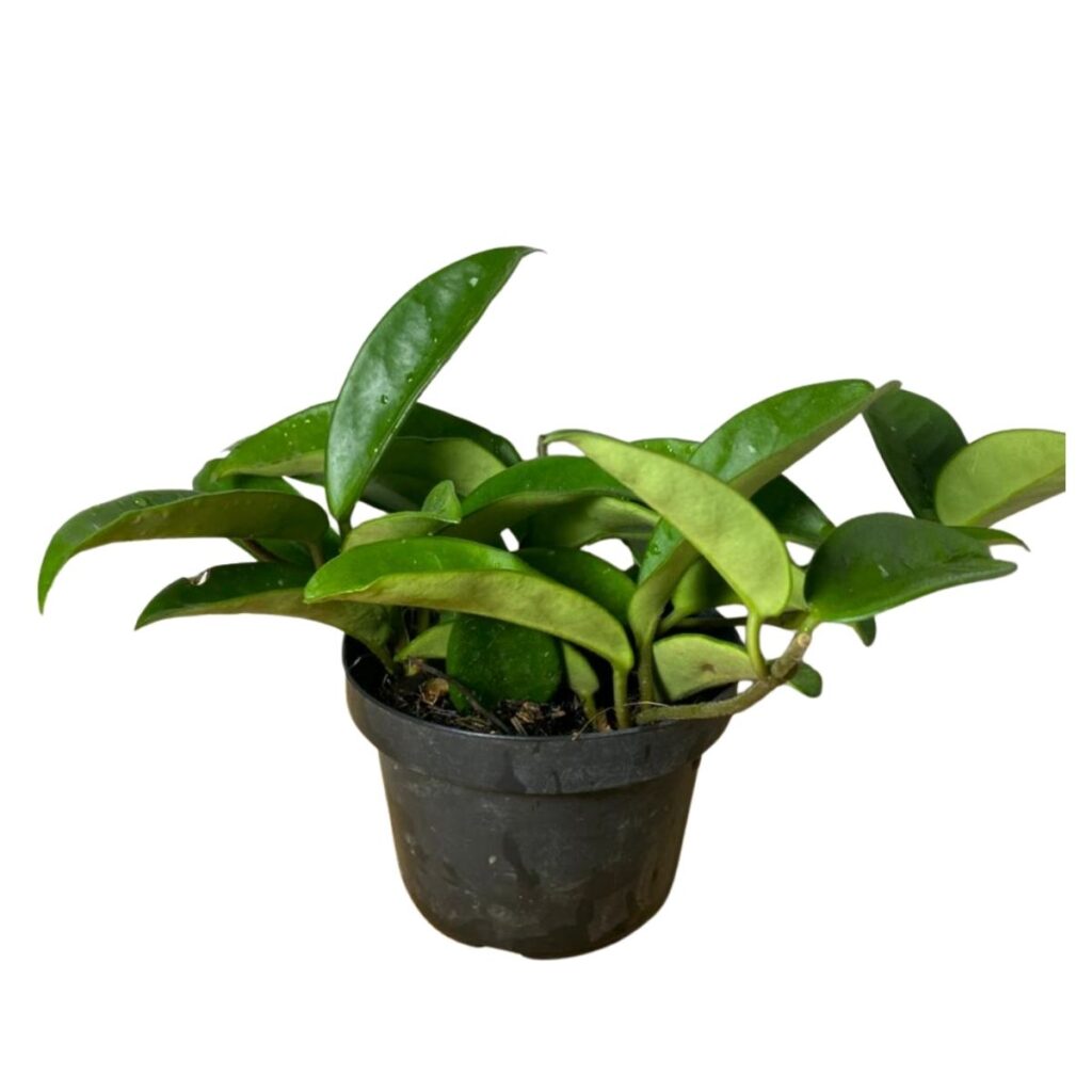 2 Mudas Flor de Cera (Hoya carnosa) - Pote 11 - Exótica e Perfumada