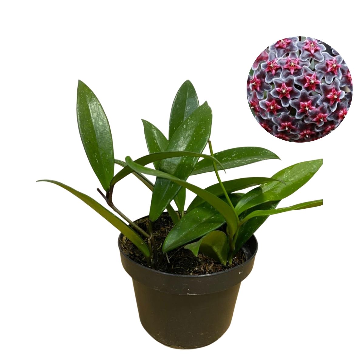 Kit 1 Mudas Flor de Cera Negra + 1 Muda Flor de Cera Pote 11 - Imagem 8