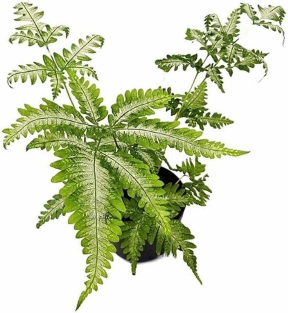 2 Mudas Samambaia Prateada (Pteris argyraea) - Pote 11 - Imagem 3